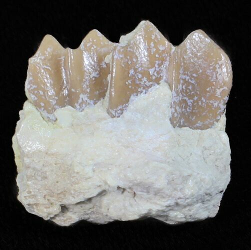 Oligocene Ruminant (Leptomeryx) Jaw Section #60978
